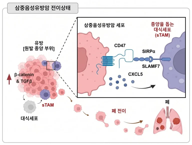 서울대병원, TIF1γ 유전자로 삼중음성유방암 증식·전이 억제 확인