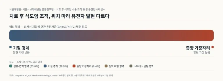 식도암 항암방사선치료 후 조직 8개 영역…저항성 연관 유전자 가장자리 높아