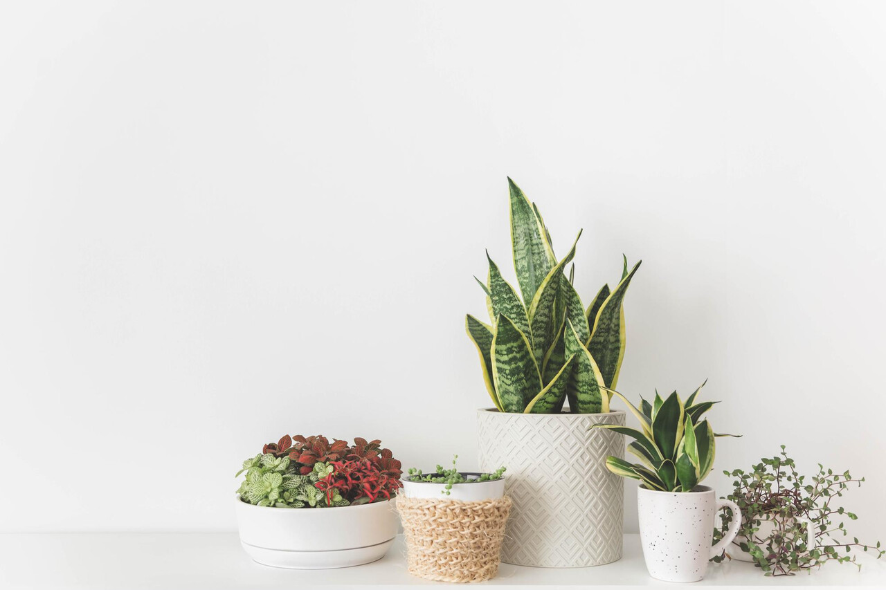 Designed by Freepik (https://www.freepik.com/)