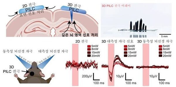 3D 전극 구조를 활용한 대측성 및 동측성 뇌 신경 자극 신호 수집 / 출처 : 카이스트 연구뉴스