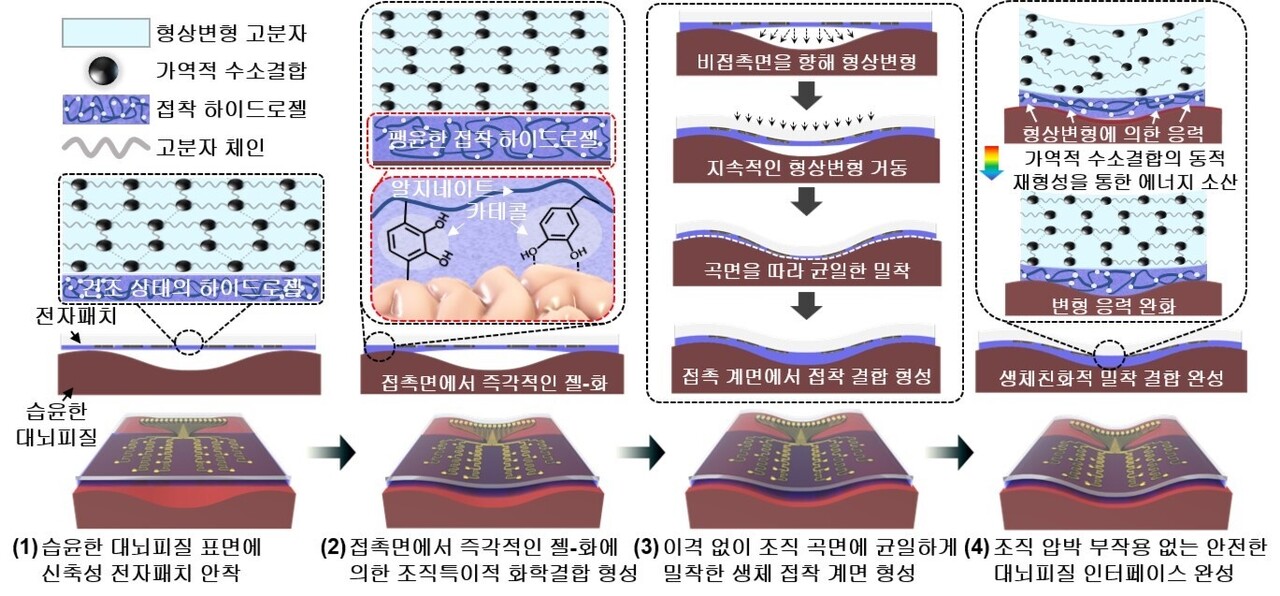 인체 내 습윤한 환경에서 하이드로젤의 특성에 의해 대뇌피질에 즉각 접착하기 시작한다. 동시에 신축성 형상변형 고분자는 대뇌피질의 굴곡에 맞추어 자발적으로 변형하며 빈틈없이 밀착된다. 대뇌피질에 견고히 부착되고 나면 형상변형 고분자 내부의 응력은 조기에 모두 해소돼, 뇌 조직에 물리적 압박 없이 장기간 안전하게 사용할 수 있다. / 출처 : 기초과학연구원