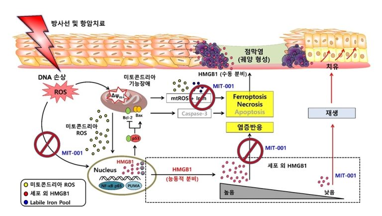 암 치료 부작용 구강점막염, ‘치료제 개발 순항 중’