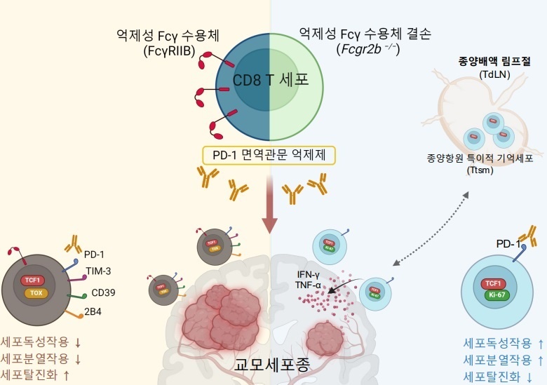 난치성 뇌종양, 면역항암제 효과 높일 가능성 발견