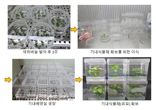 자생 담수식물 여뀌바늘, 대장암 세포 사멸에 효과