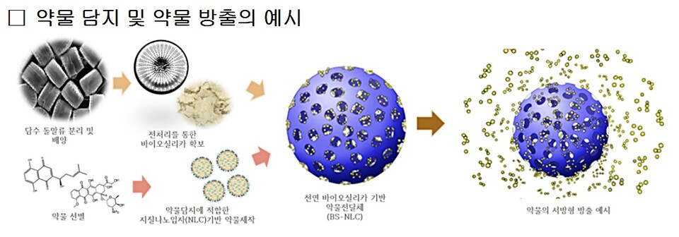 담수 돌말류, ‘체내 약물 전달 기술’ 활용 가능성