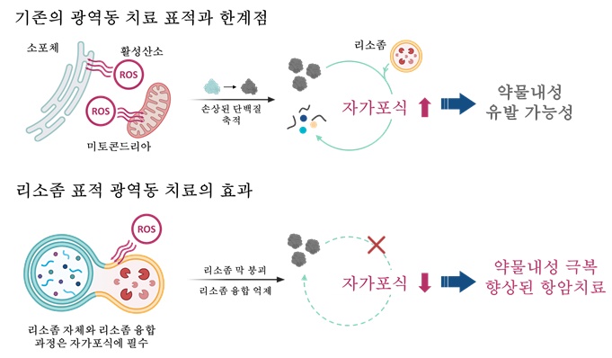 항암제 안 듣는 췌장암 세포, 적외선으로 잡았다