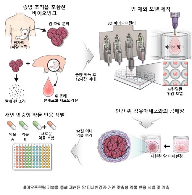 3D 바이오프린팅 위암 모델, 환자 맞춤형 항암치료 방향 제시
