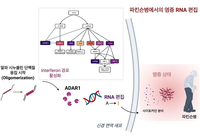 파킨슨병 치료의 전환점 제시, 신경계 염증 RNA 편집 효소 발견