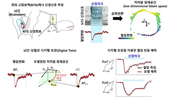 고립로핵(NTS)의 저차원 잠재공간 메커니즘에 기반한 뇌-심혈관 디지털 트윈 / 출처 : POSTECH