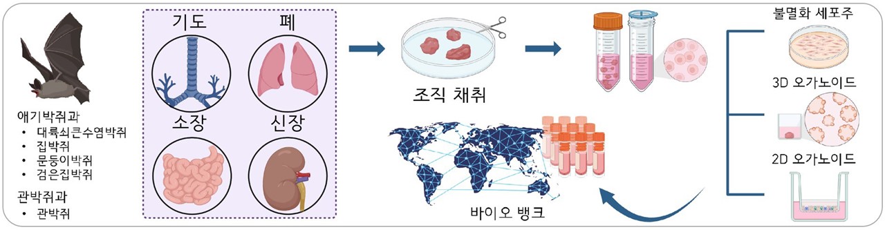 5종의 박쥐로부터 여러 장기 조직의 오가노이드를 확보해, 바이러스 반응을 연구할 수 있게 됐다 / 출처 : 기초과학연구원