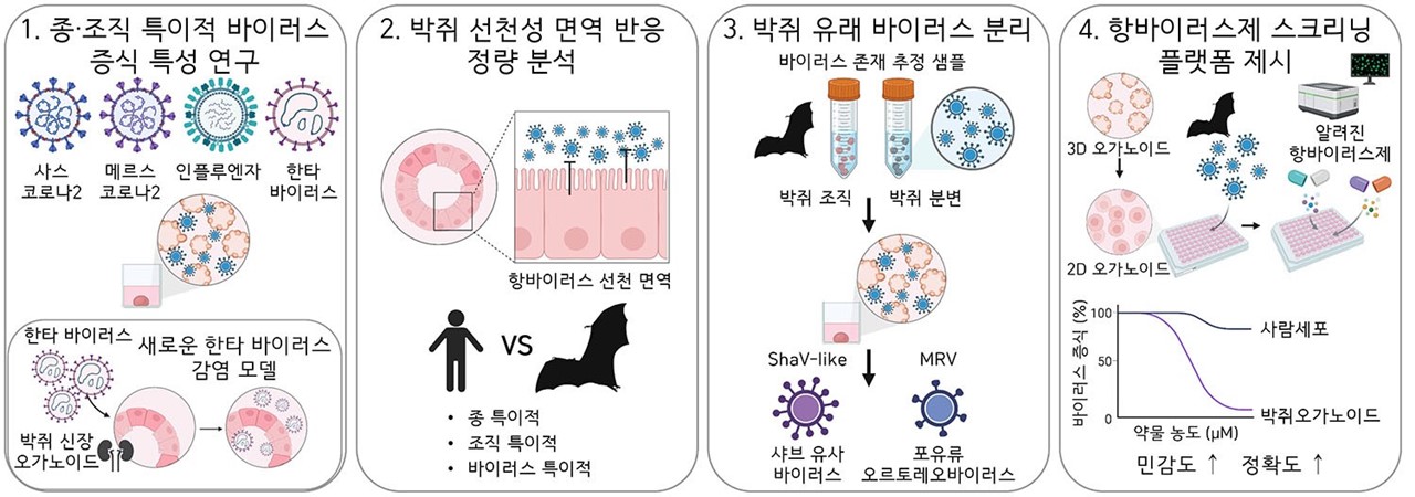 박쥐 장기 오가노이드를 활용한 바이러스 연구 성과 / 출처 : 기초과학연구원
